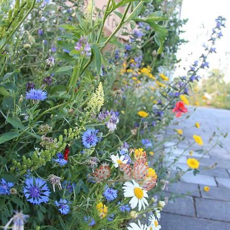 Ferienwohnungen "Blumenwiese" Дилинген ан дер Донау Екстериор снимка